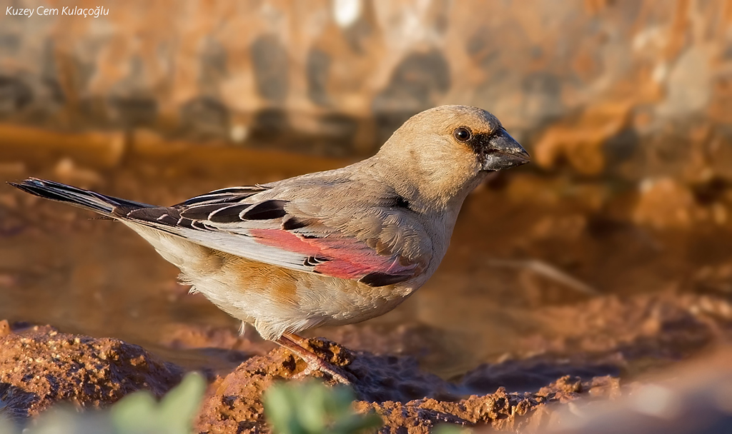 Desert Finch