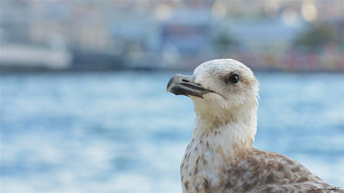Gümüş Martı