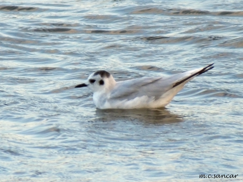Little Gull