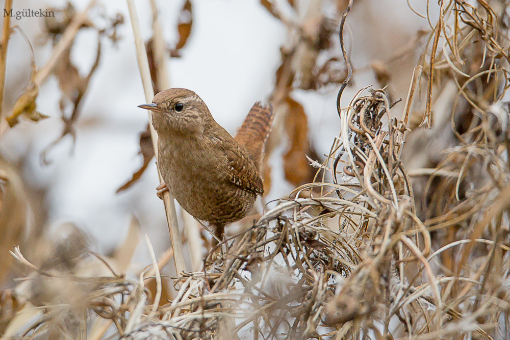 Eurasian Wren