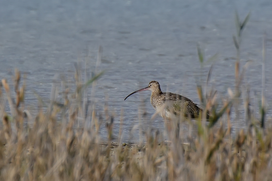 Eurasian Curlew