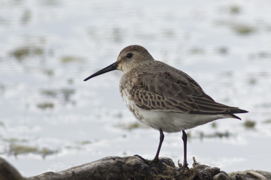 Dunlin