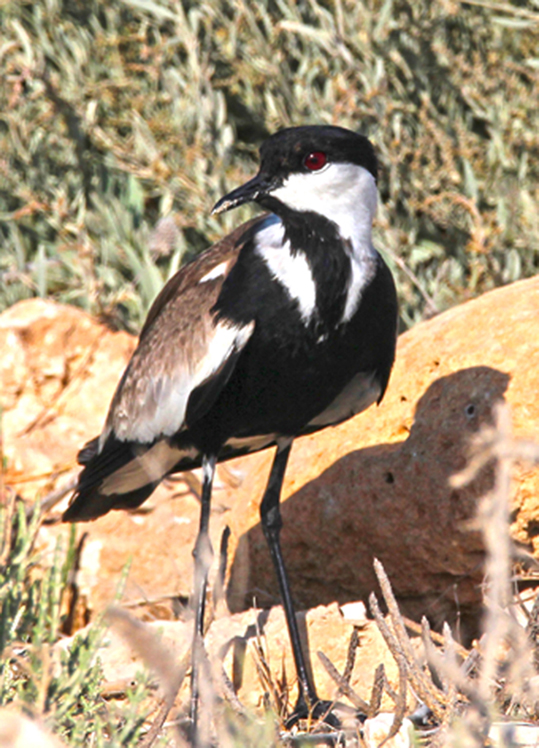 Spur-winged Lapwing