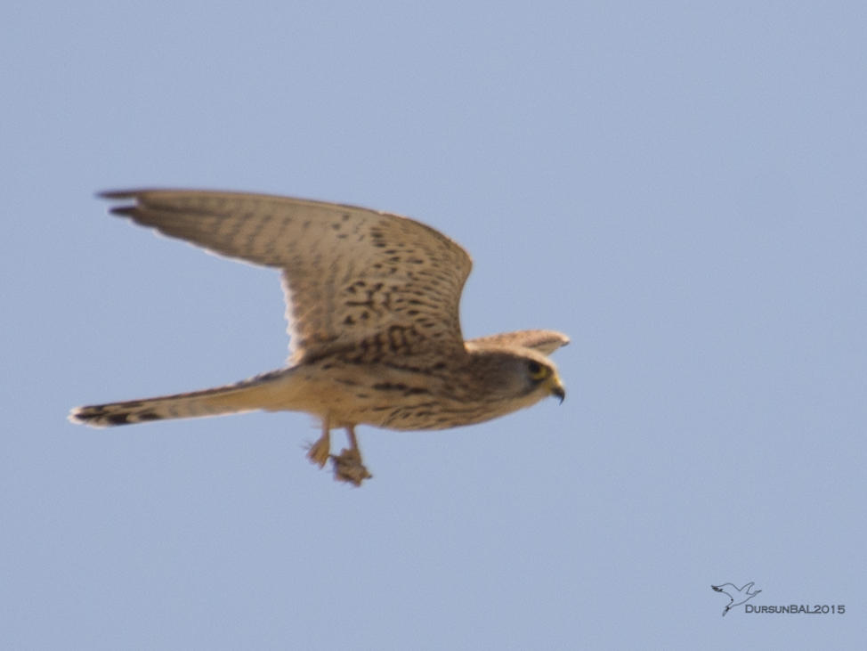Common Kestrel