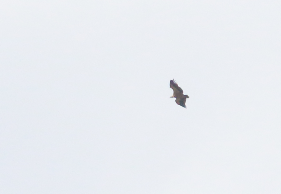 Griffon Vulture