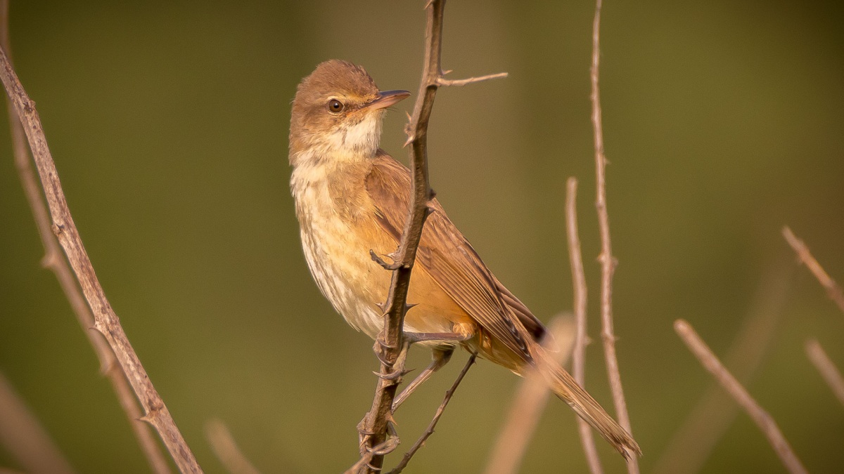 Great Reed Warbler
