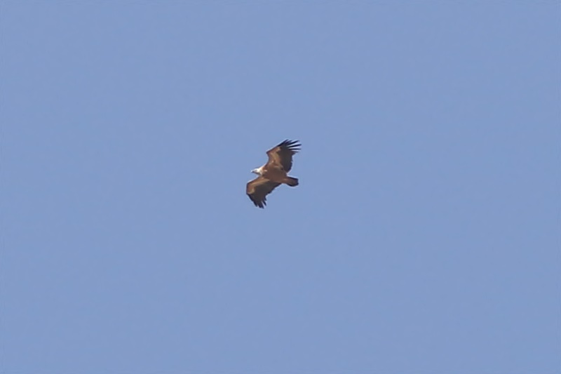 Griffon Vulture