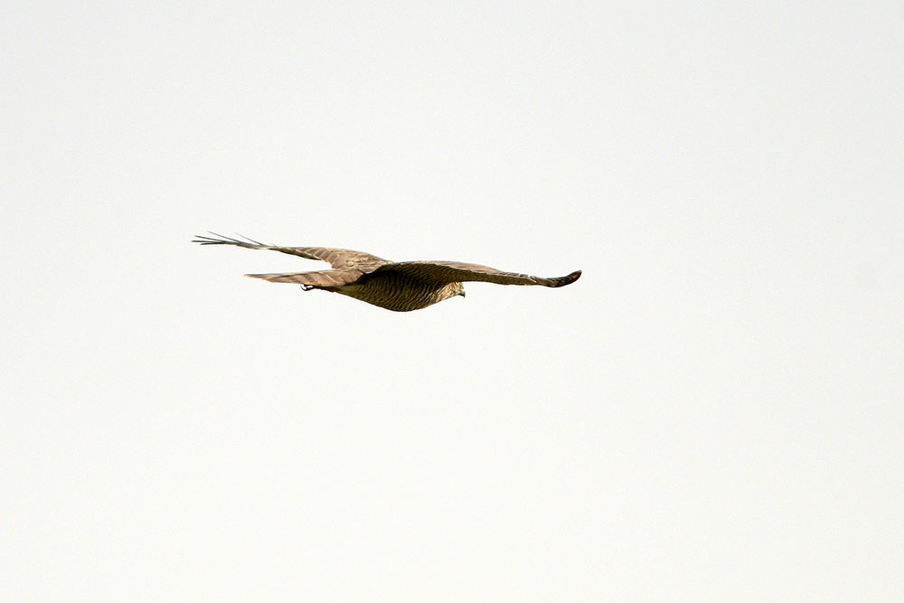 Eurasian Sparrowhawk