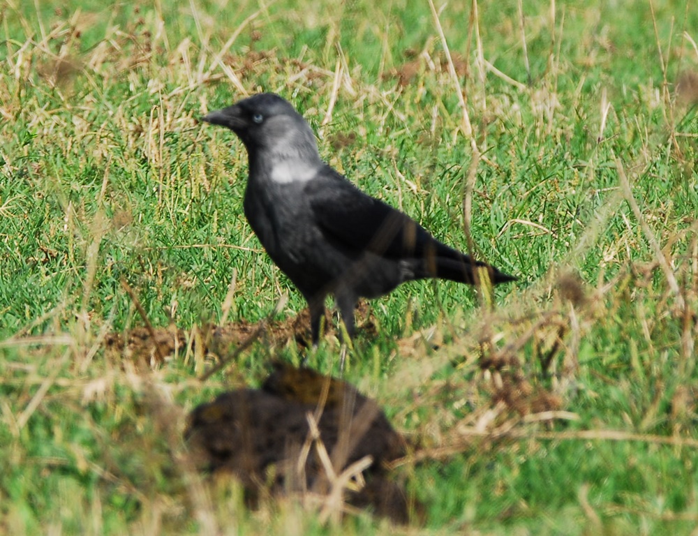 Western Jackdaw