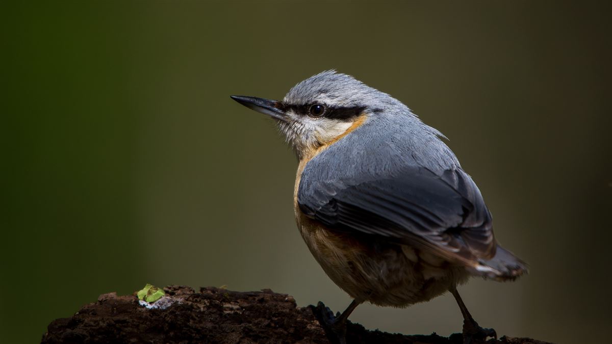 Eurasian Nuthatch