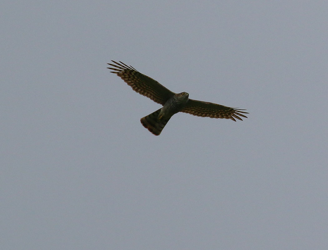 Eurasian Sparrowhawk
