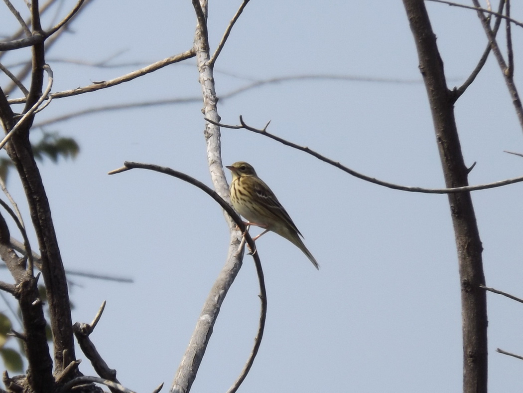 Tree Pipit