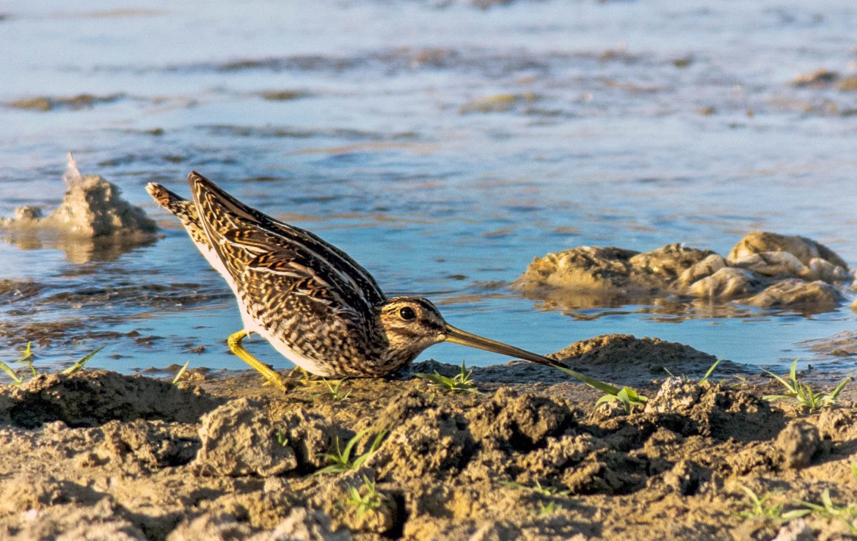 Common Snipe