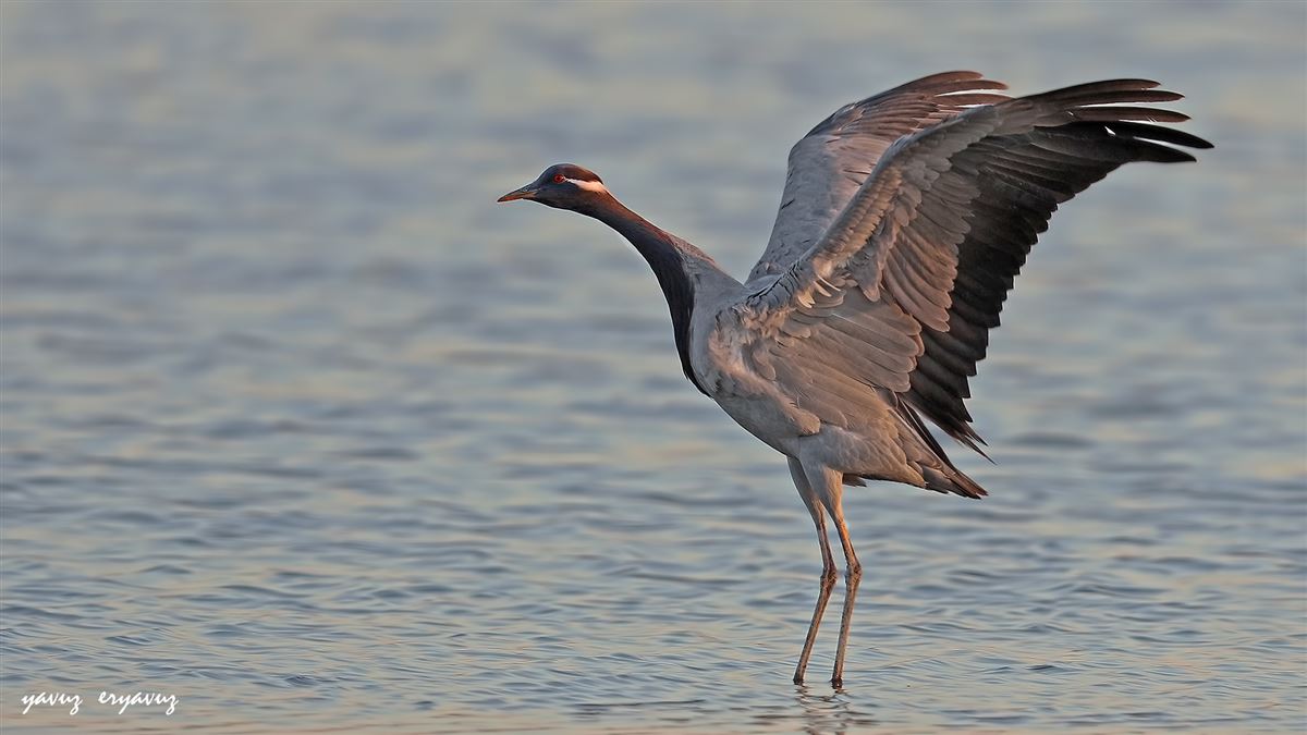 Demoiselle Crane
