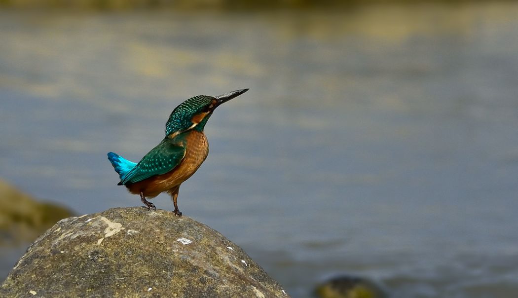 Common Kingfisher