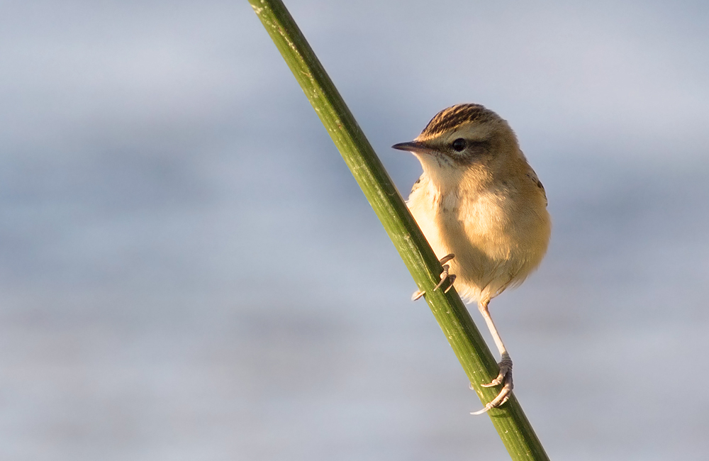 Sedge Warbler