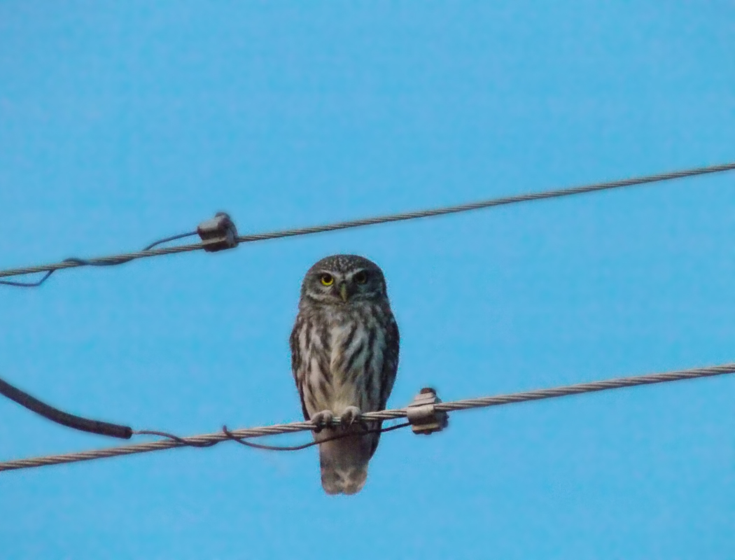 Little Owl