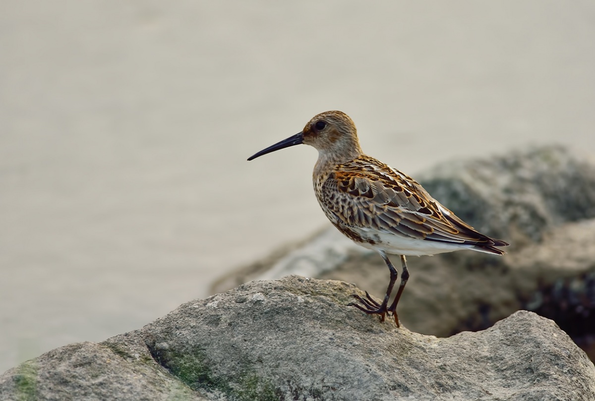 Dunlin