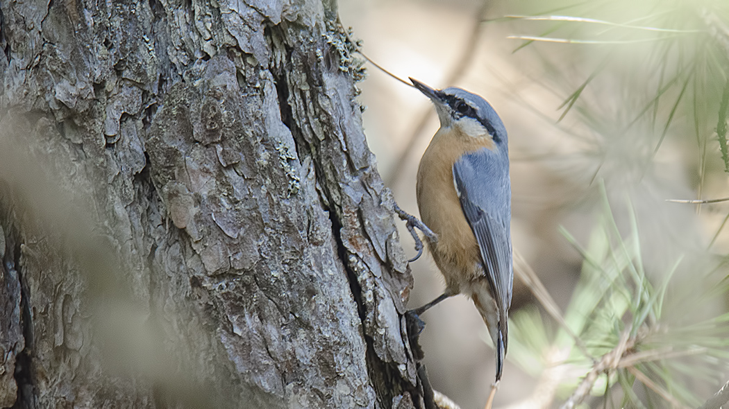 Eurasian Nuthatch