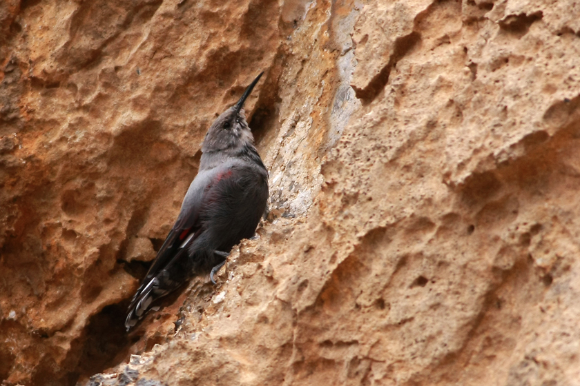 Wallcreeper
