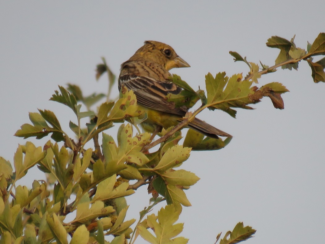Black-headed Bunting