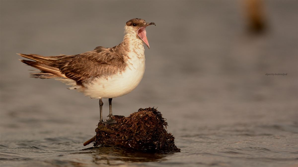 Parasitic Jaeger