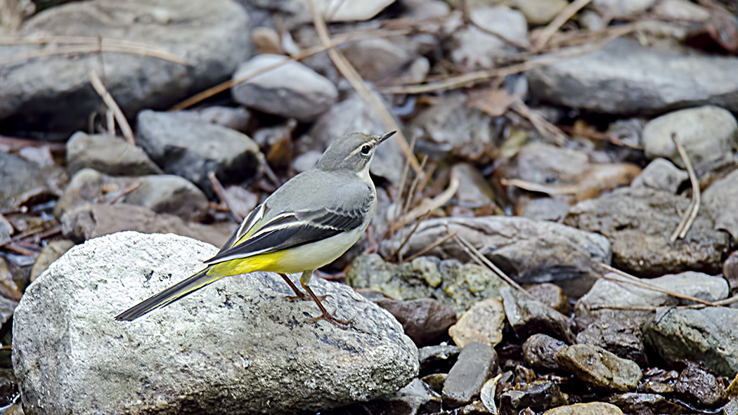 Grey Wagtail