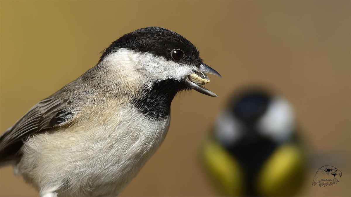Sombre Tit
