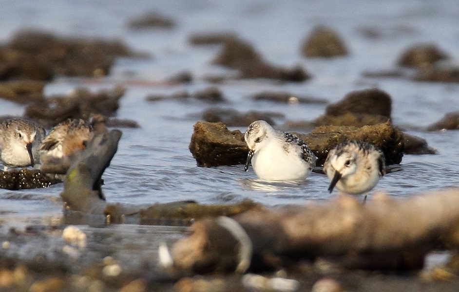 Sanderling