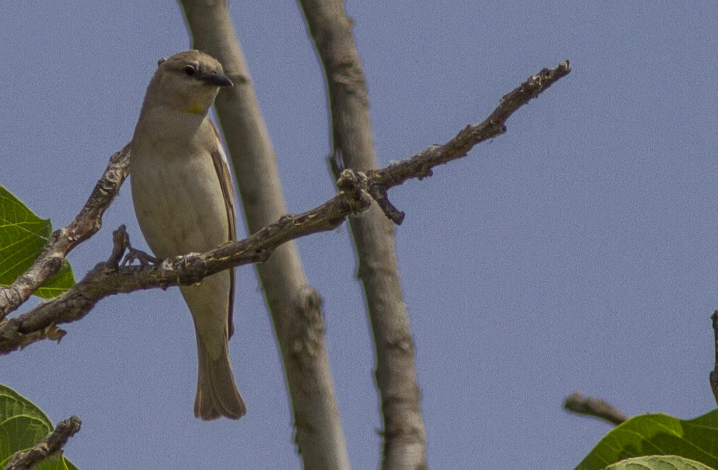 Yellow-throated Sparrow
