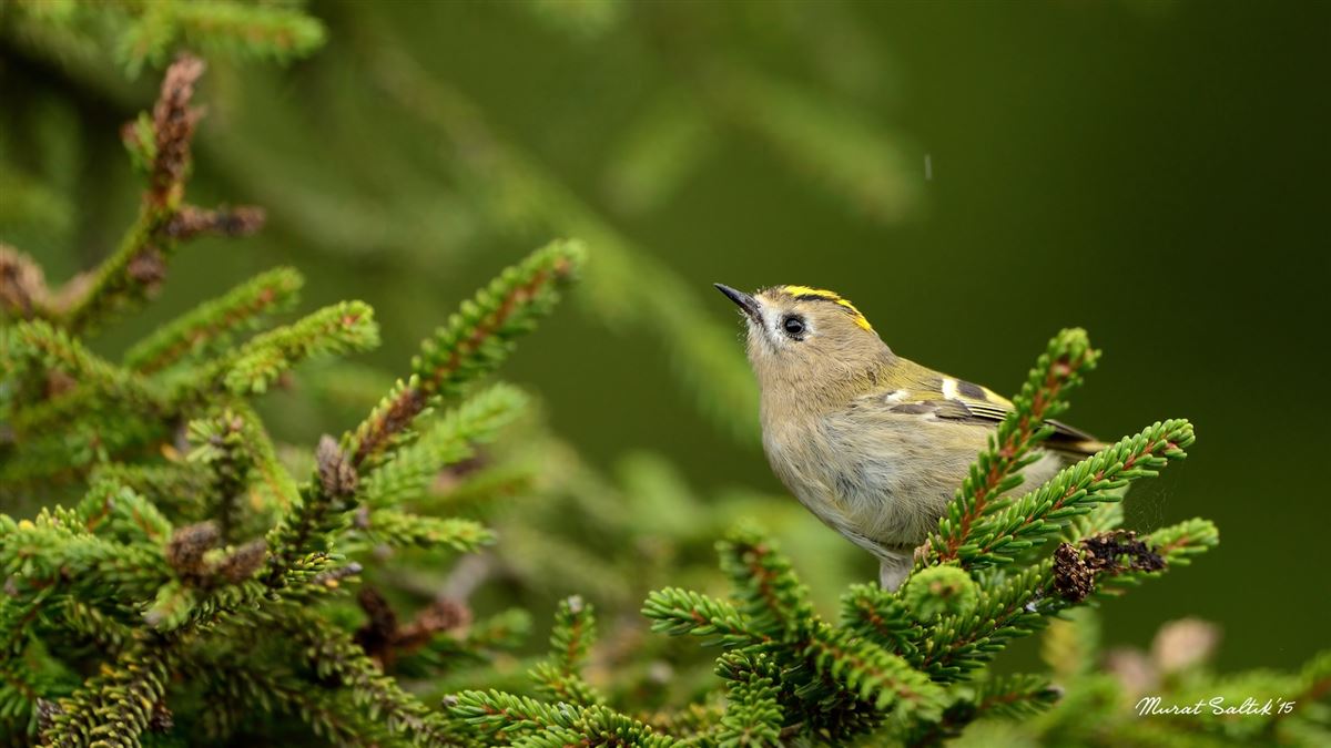 Goldcrest