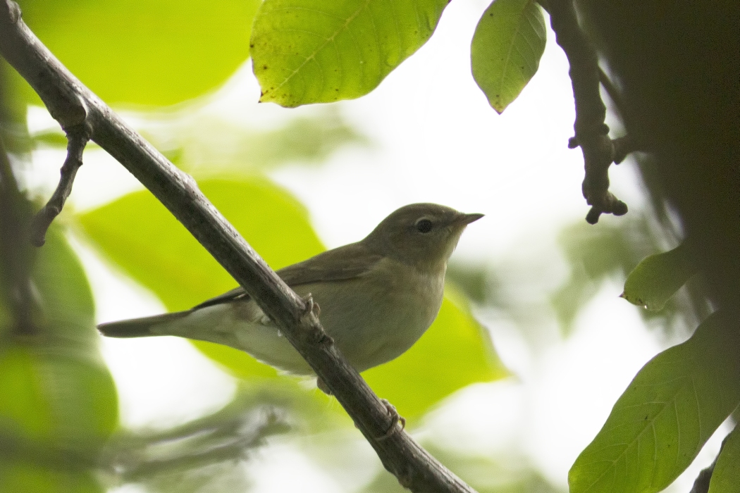 Garden Warbler