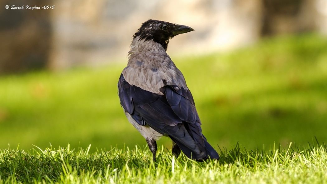 Leş Kargası