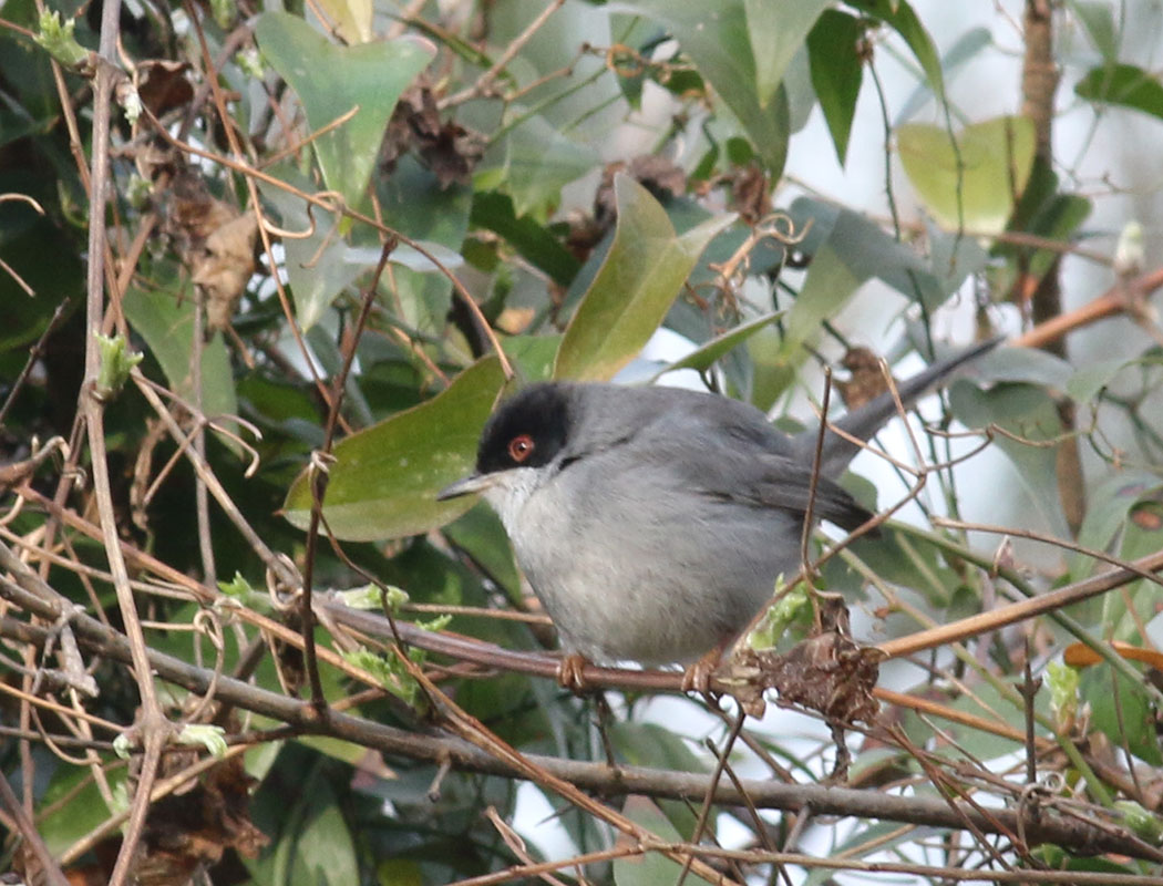 Menetries`s Warbler