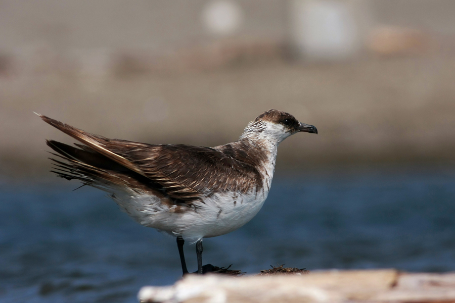 Parasitic Jaeger