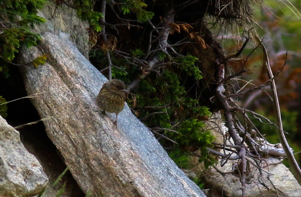 Dunnock