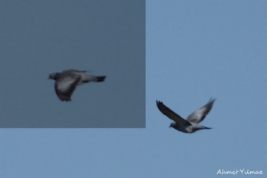 Stock Dove