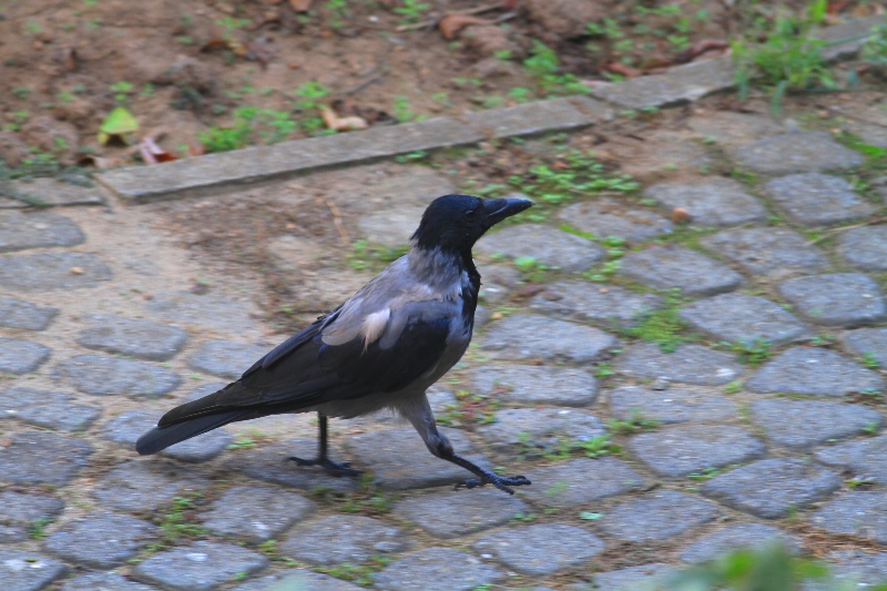 Leş Kargası