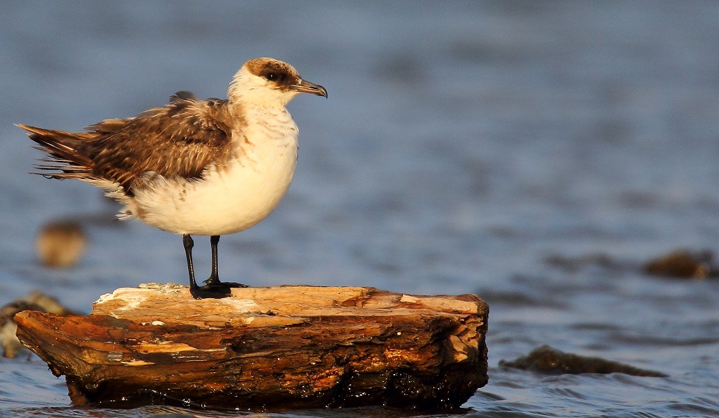 Parasitic Jaeger