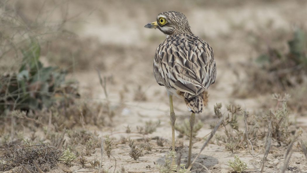 Eurasian Stone-curlew