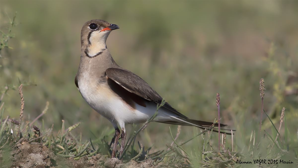 Collared Pratincole