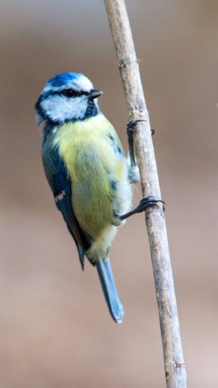 Eurasian Blue Tit