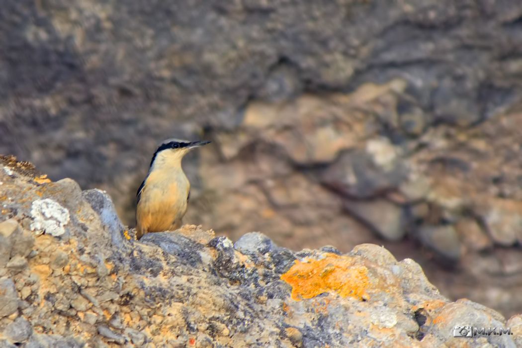 Western Rock Nuthatch