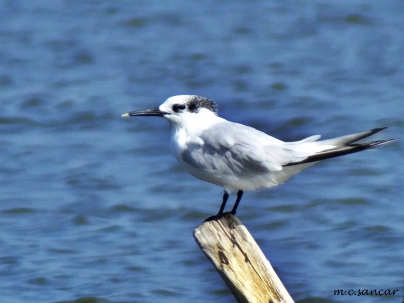 Sandwich Tern