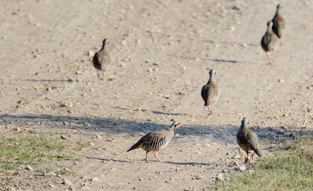 Chukar Partridge