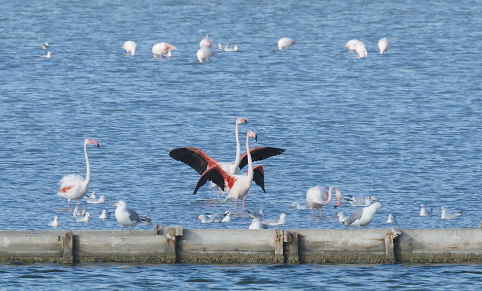 Greater Flamingo