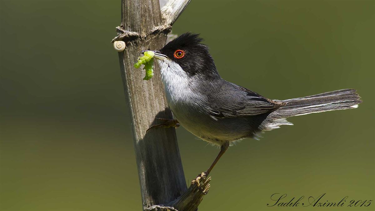 Sardinian Warbler