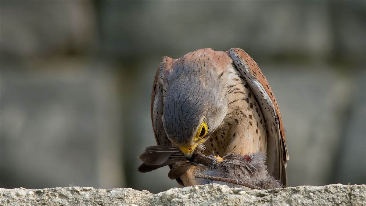 Common Kestrel