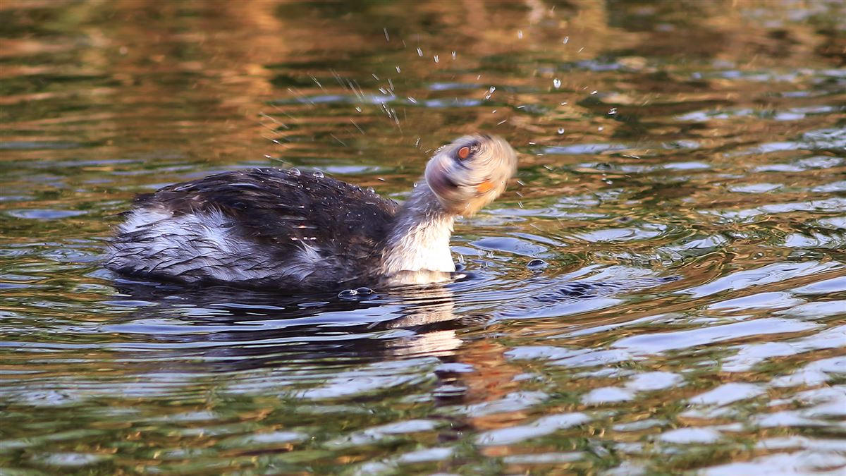 Black-necked Grebe