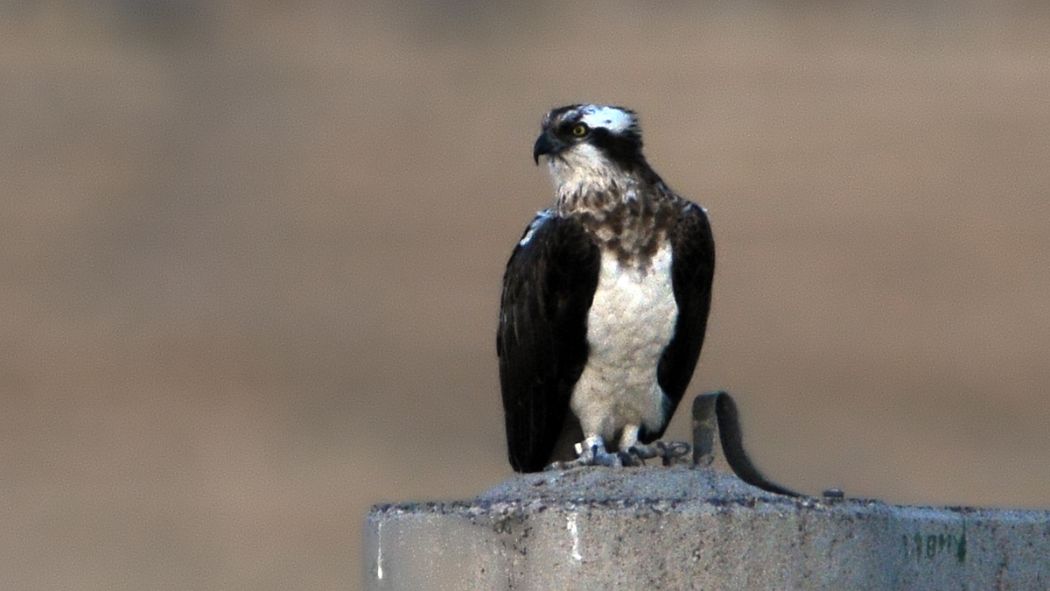 Osprey